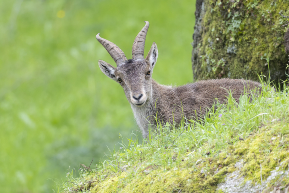 36Iberiensteinbock.jpg