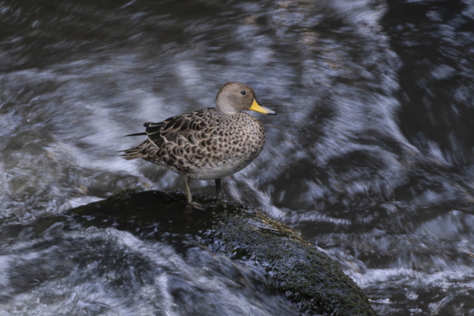 02Yellow-billed Pintail Anas georgica.jpg