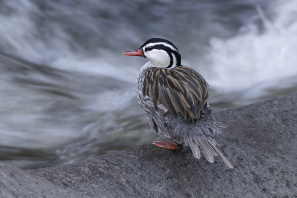 03Torrent Duck Merganetta armata.jpg