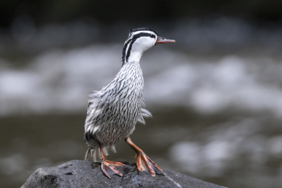 05Torrent Duck Merganetta armata.jpg
