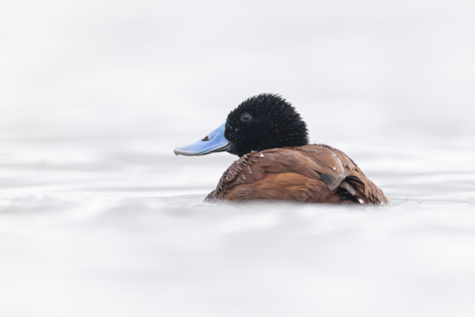 11Ruddy Duck Oxyura jamaicensis andina.jpg