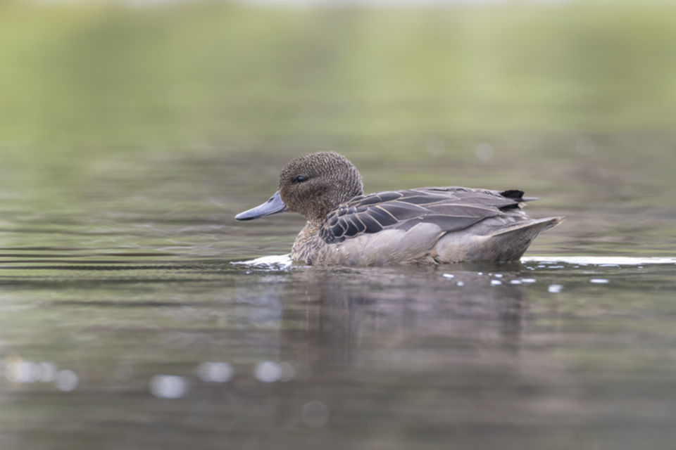 12Andean Teal.jpg