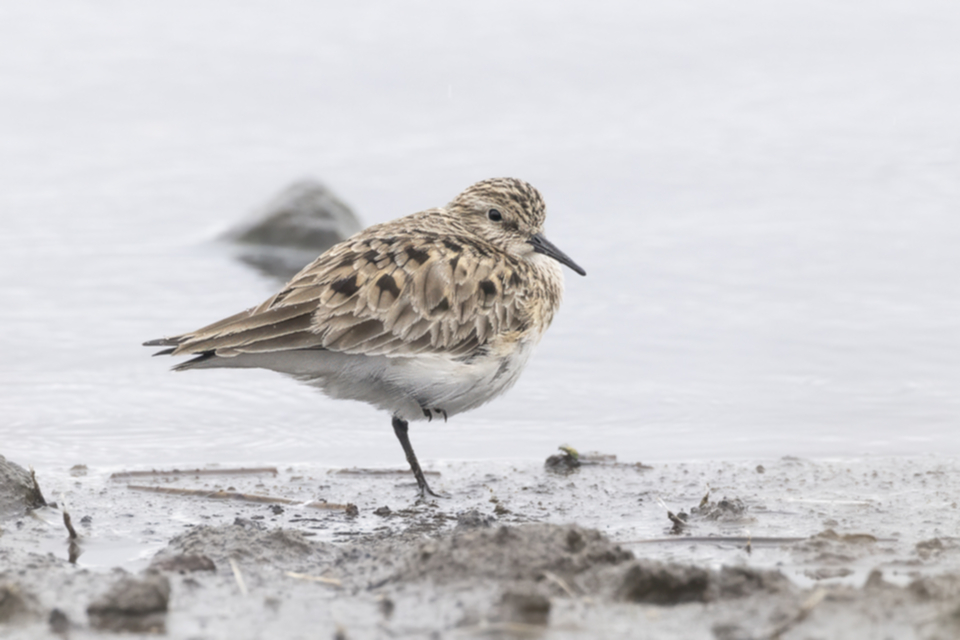 13Baird's Sandpiper.jpg