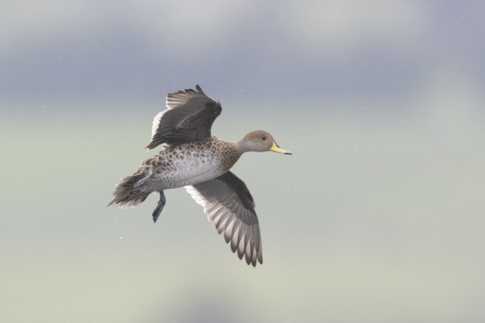 14Yellow-billed Pintail.jpg