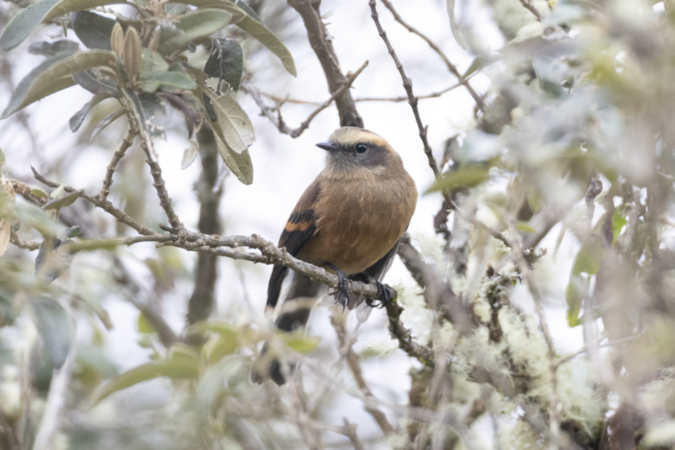 16Brown-backed Chat-Tyrant .jpg