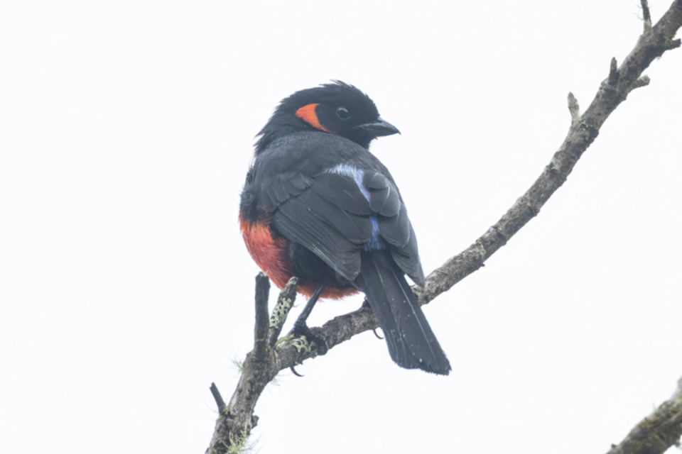 19Scarlet-bellied Mountain Tanager Anisognathus igniventris.jpg