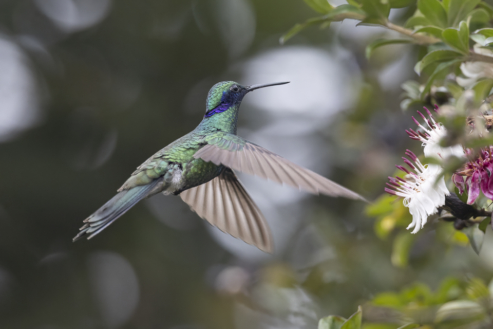 22Sparkling Violetear.jpg