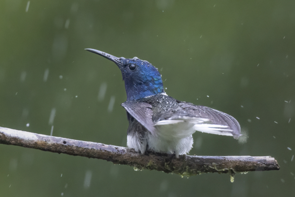 24White-necked Jacobin.jpg