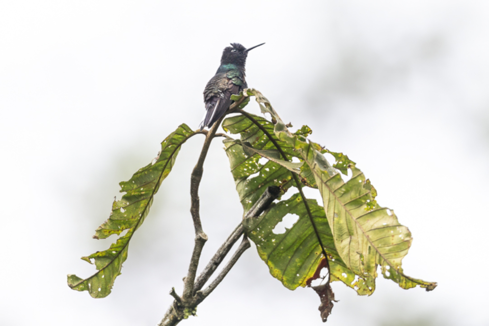 25Velvet-purple Coronet.jpg