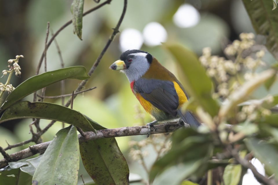 26Toucan Barbet.jpg