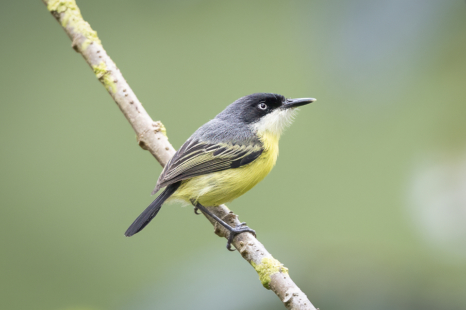 30Common Tody-Flycatcher.jpg