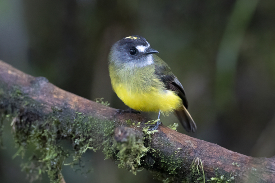 32Ornate Flycatcher.jpg
