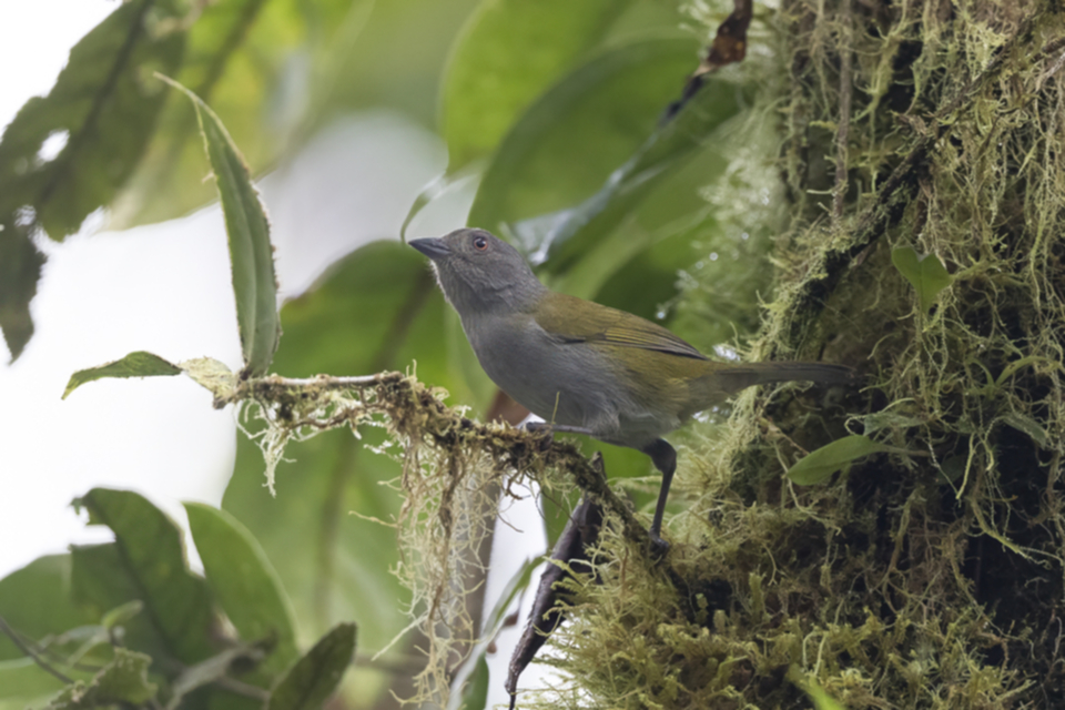 37Dusky Chlorospingus Chlorospingus semifuscus.jpg