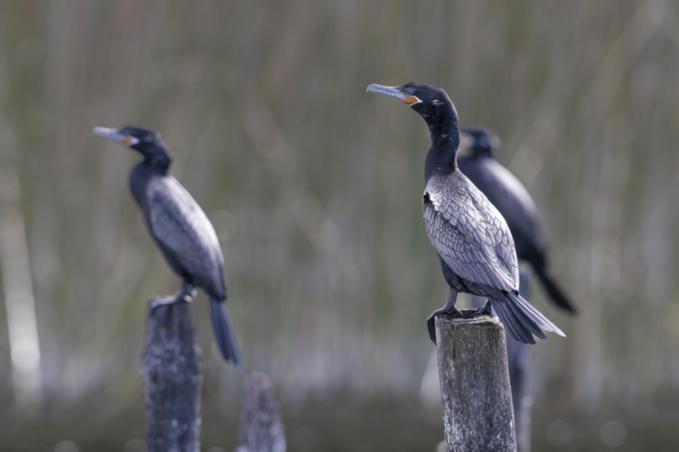 40Neotropic Cormorant Nannopterum brasilianum.jpg