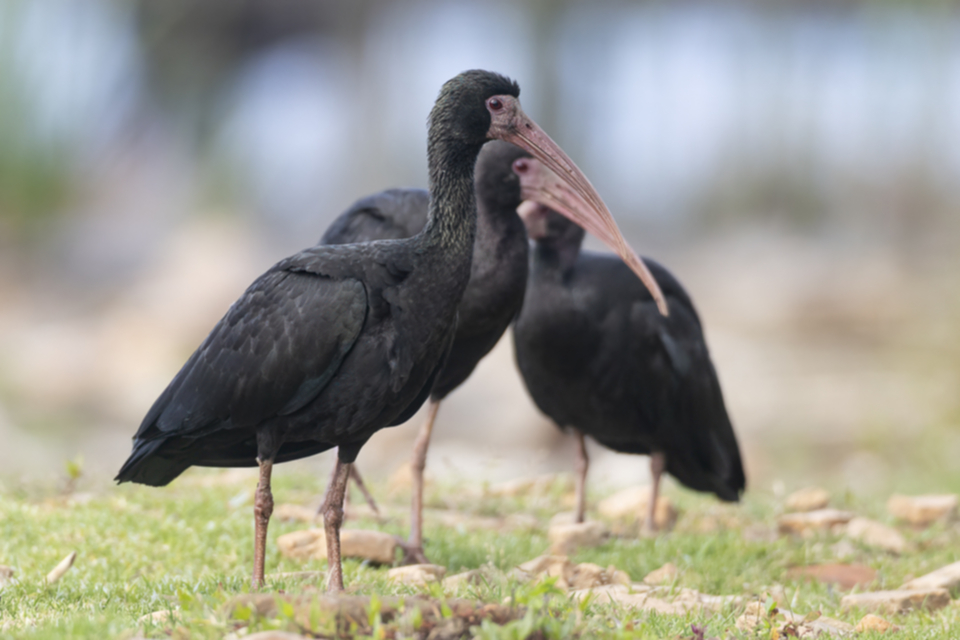 39Bare-faced Ibis Phimosus infuscatus.jpg