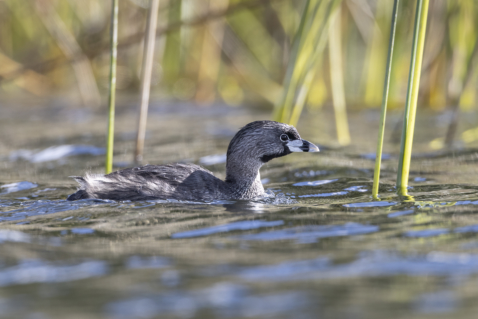 41Pied-billed Grebe Podilymbus podiceps.jpg
