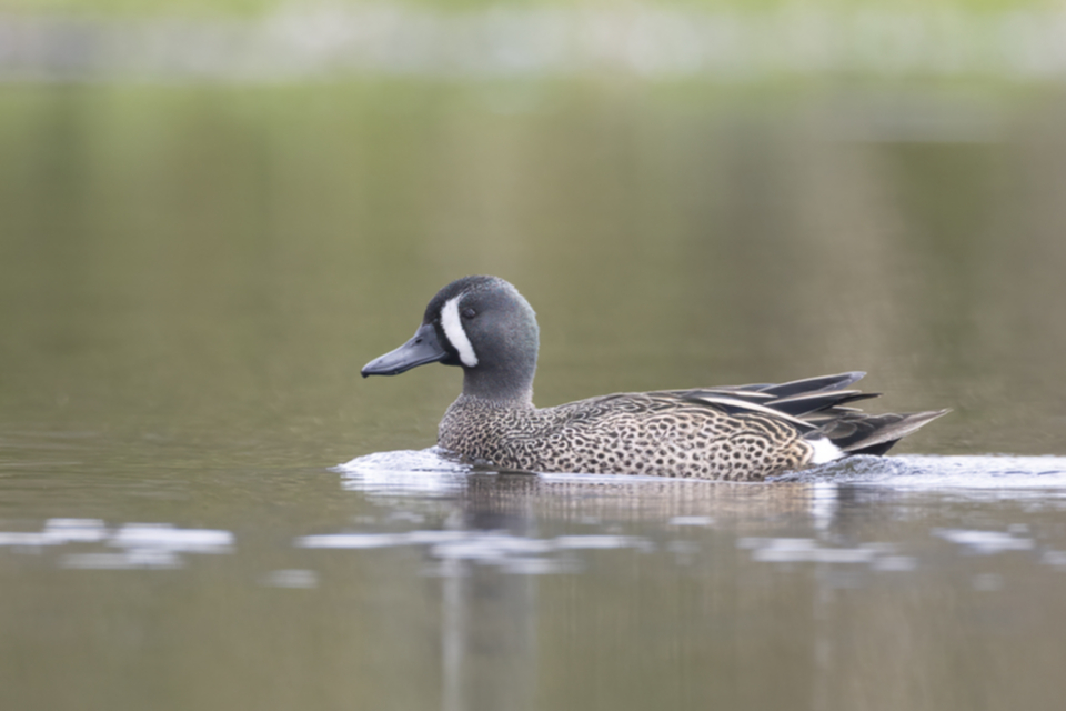 43Blue-winged Teal Spatula discors .jpg