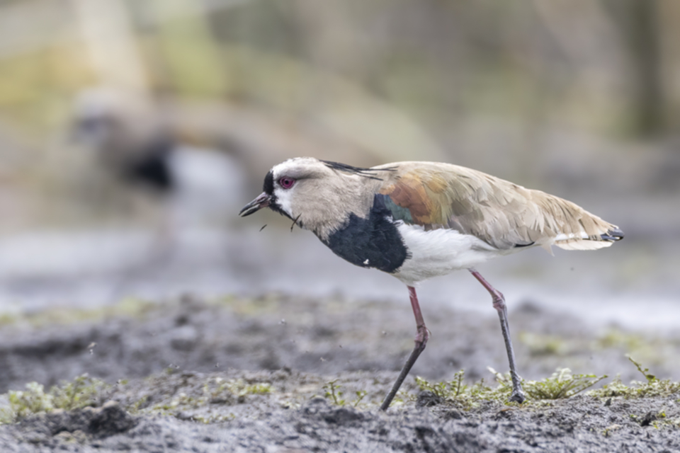 44Southern Lapwing Vanellus chilensis.jpg