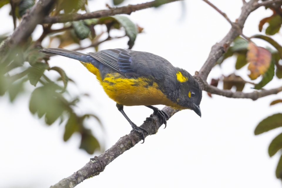 49Lacrimose Mountain Tanager Anisognathus lacrymosus.jpg