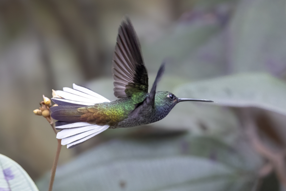 51Green-backed Hillstar Urochroa leucura.jpg