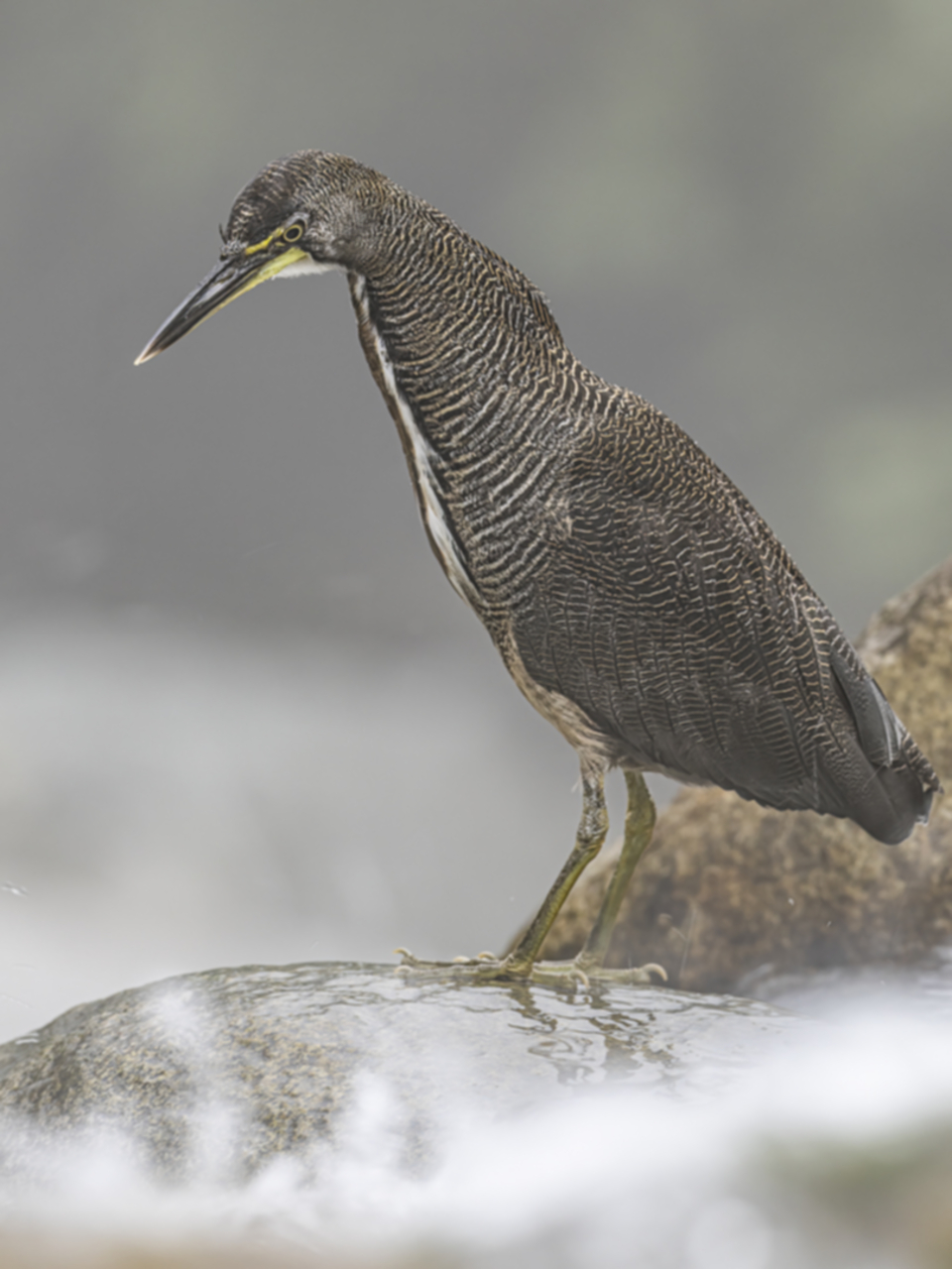53Fasciated Tiger Heron Tigrisoma fasciatum .jpg