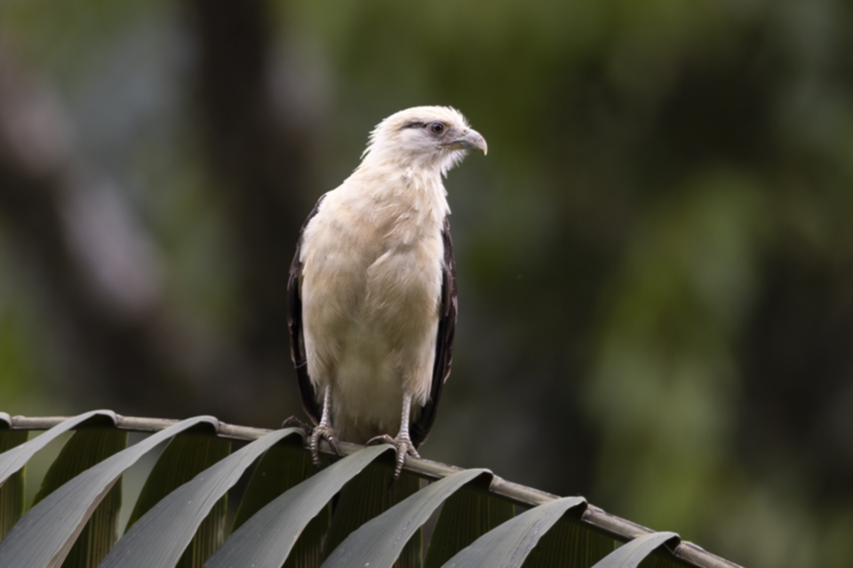 54Yellow-headed Caracara Daptrius chimachima.jpg