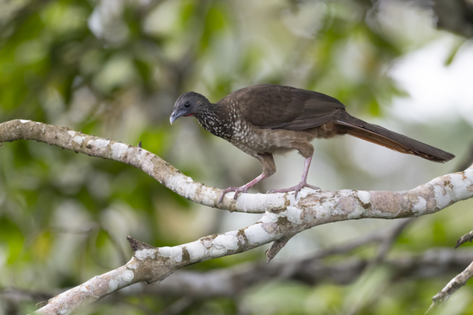 56Speckled Chachalaca Ortalis guttata.jpg