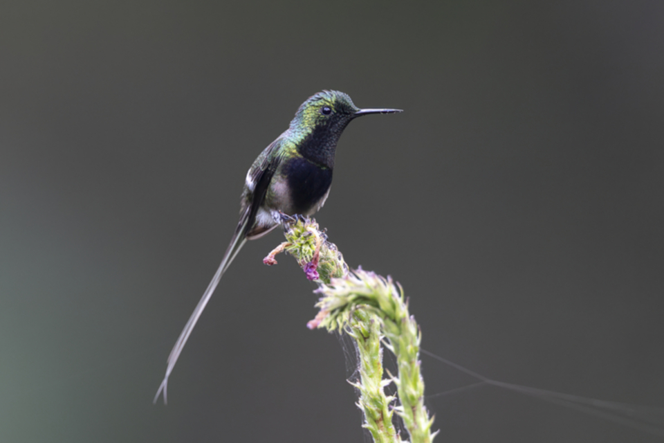 59Black-bellied Thorntail.jpg