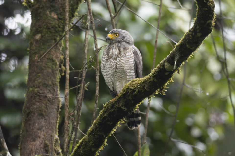 60Roadside Hawk Rupornis magnirostris.jpg