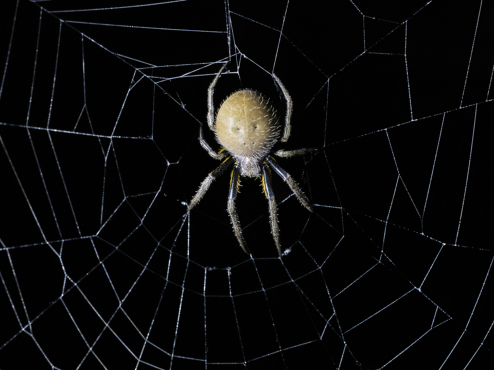 61Spinne.jpg