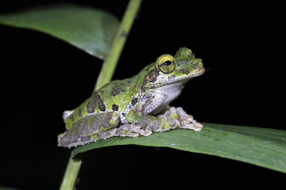 62Frosch.jpg