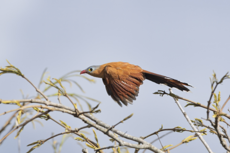 66Black-bellied Cuckoo Piaya melanogaster .jpg