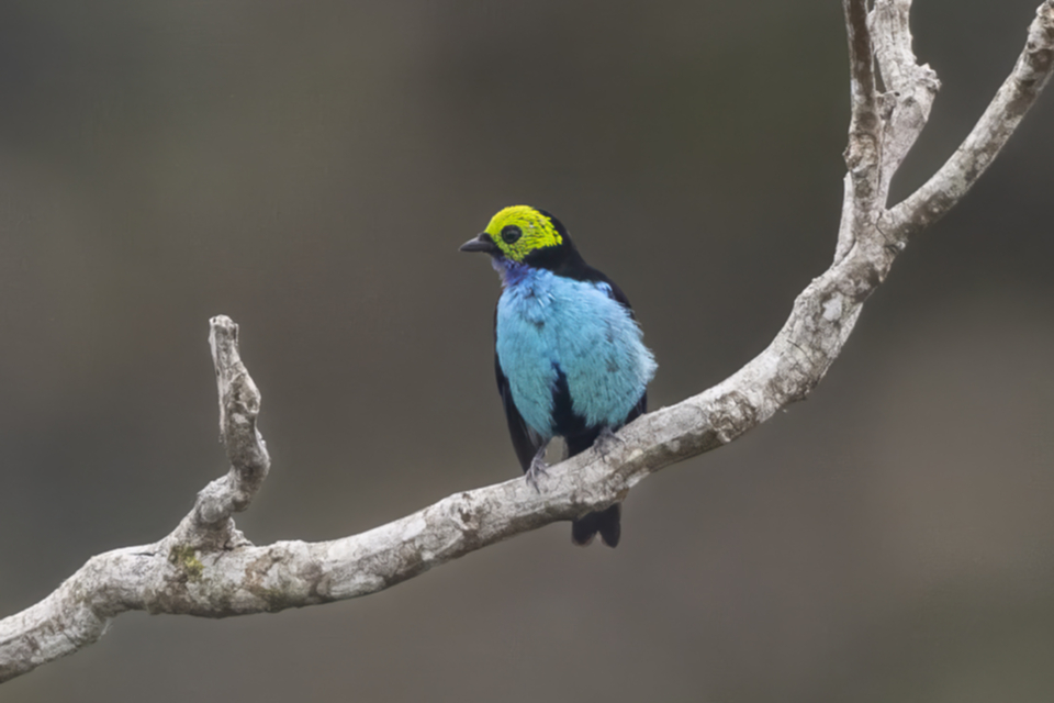 70Paradise Tanager Tangara chilensis.jpg
