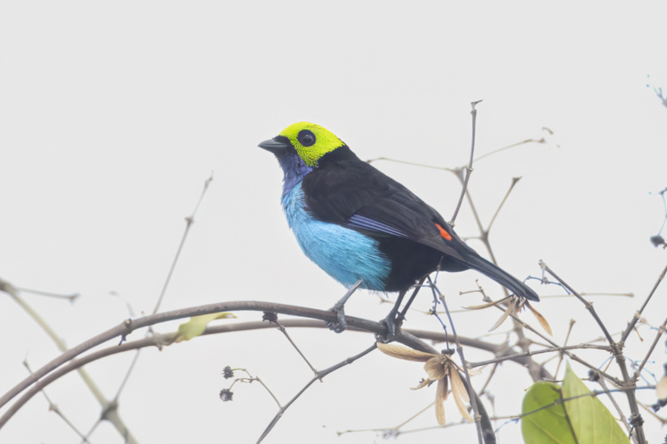71Paradise Tanager Tangara chilensis .jpg