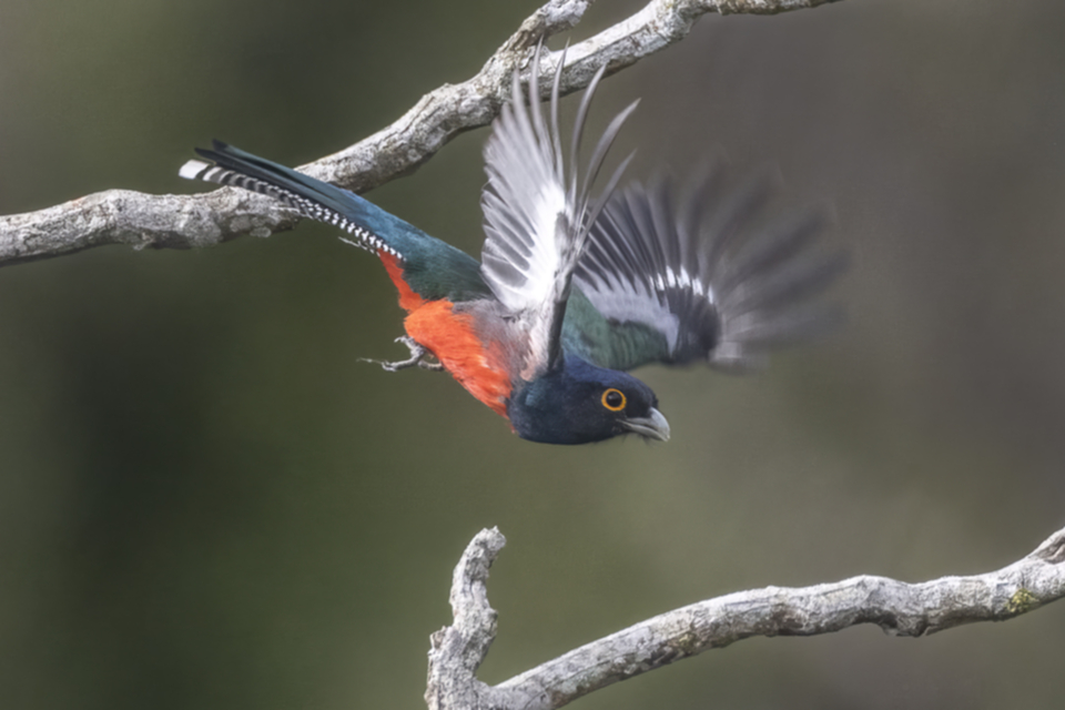 73Blue-crowned Trogon Trogon curucui.jpg
