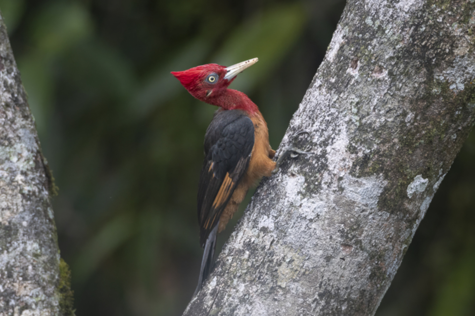 72Red-necked Woodpecker Campephilus rubricollis.jpg