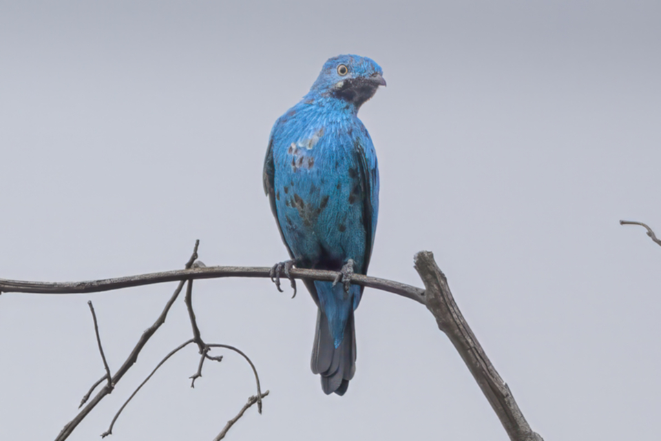 74Plum-throated Cotinga Cotinga maynana.jpg