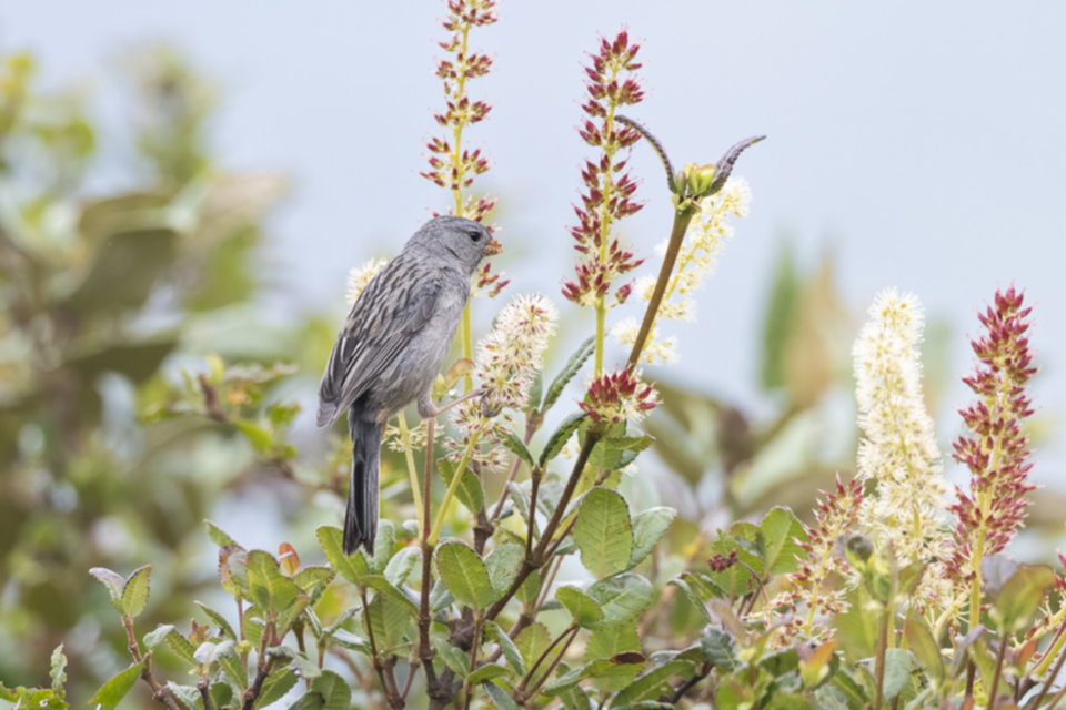 21Plain-colored Seedeater_1qn5pwglo1c06.jpg