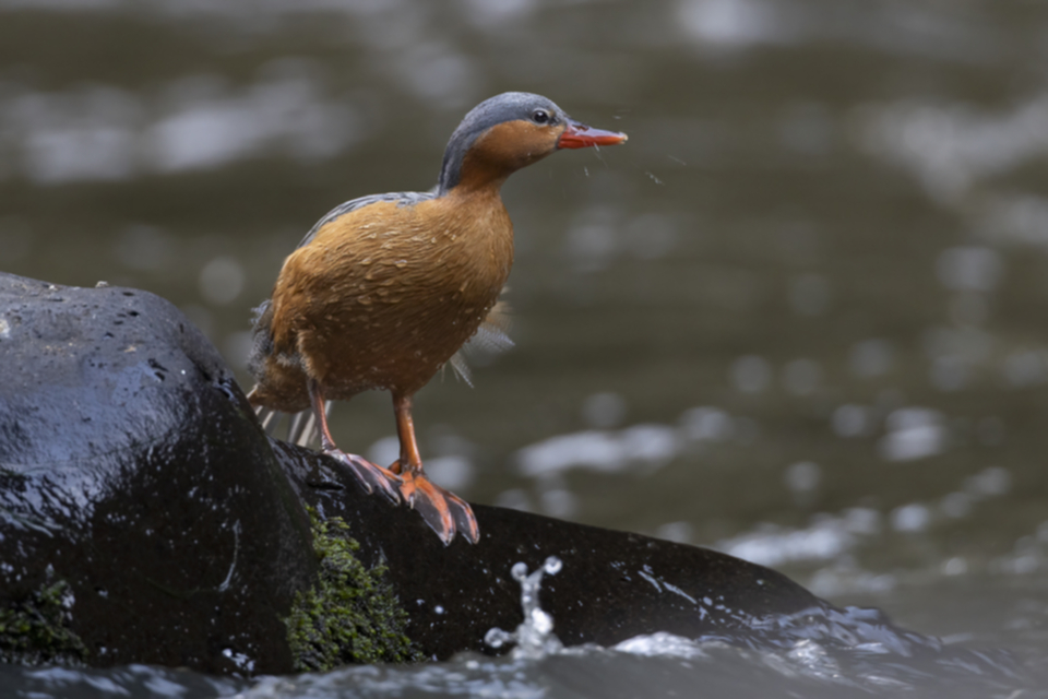 04Torrent Duck.jpg
