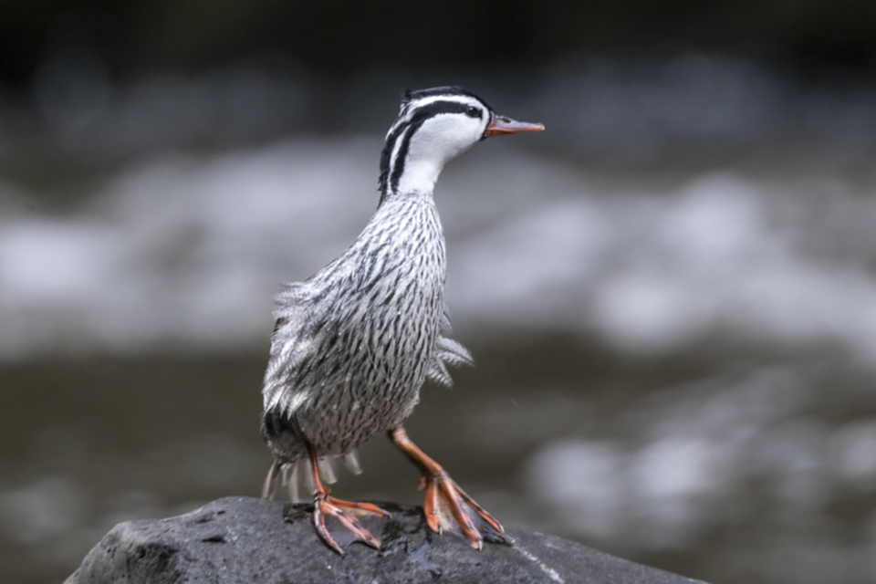 05Torrent Duck.jpg