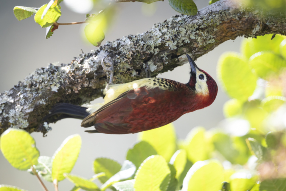 08Crimson-mantled Woodpecker_bkefia769hue.jpg