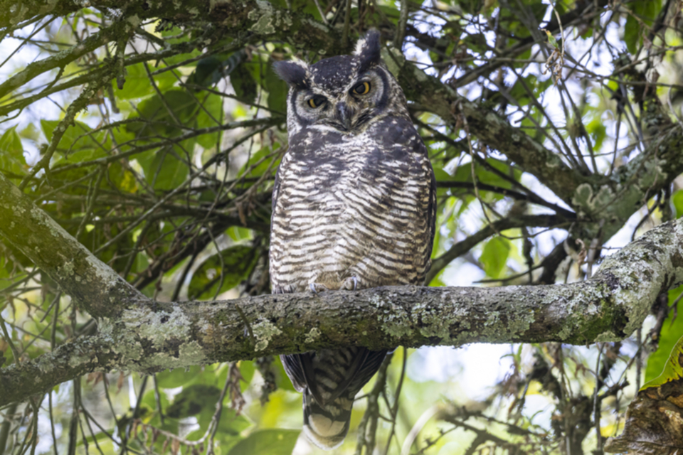09Great Horned Owl_1f0np1r1u2t95.jpg