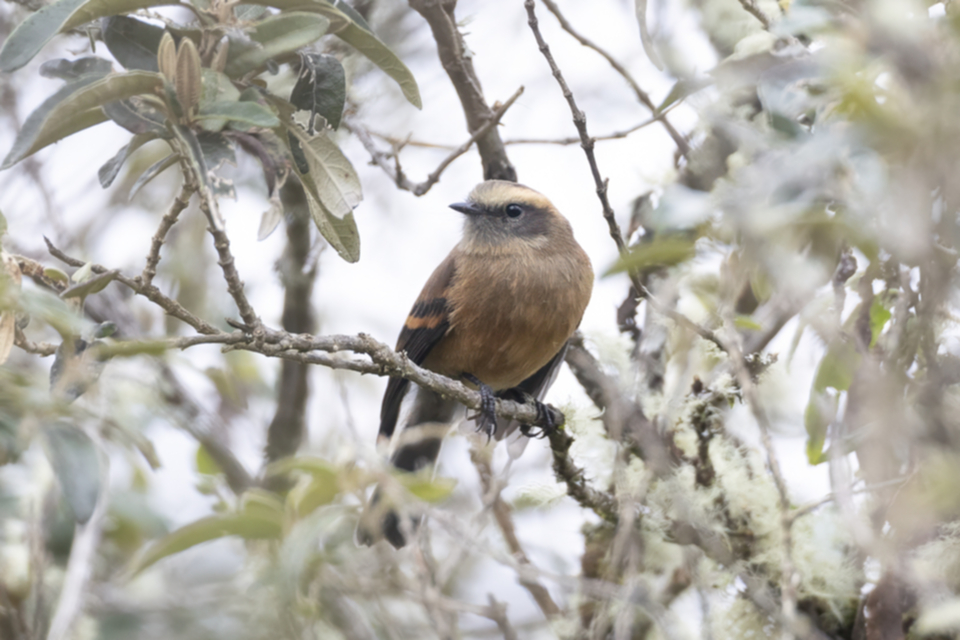 16Brown-backed Chat-Tyrant _10vcqg320j50r.jpg