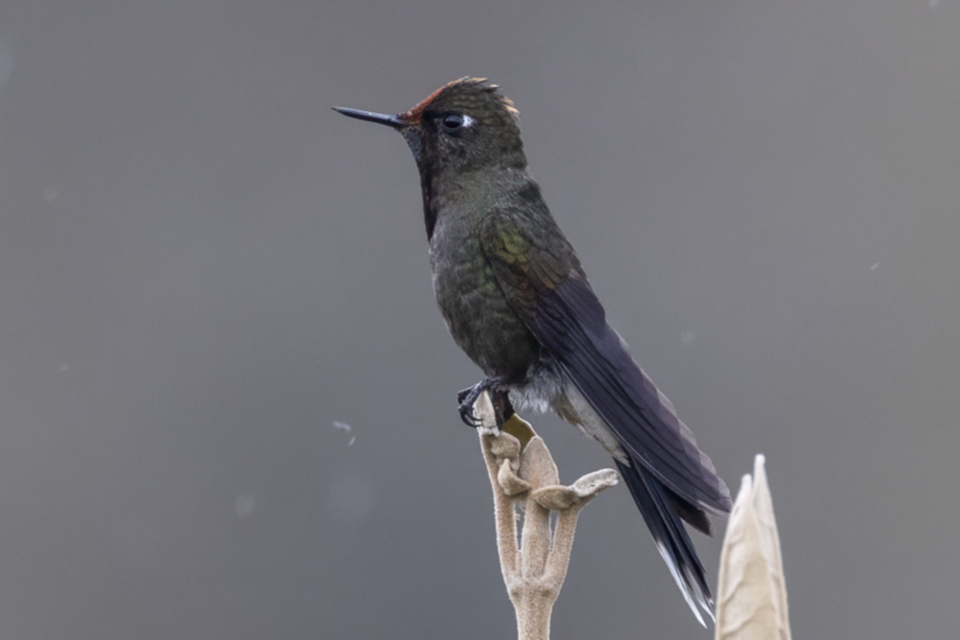 18Rainbow-bearded Thornbill_6x3dzc8js9r6.jpg