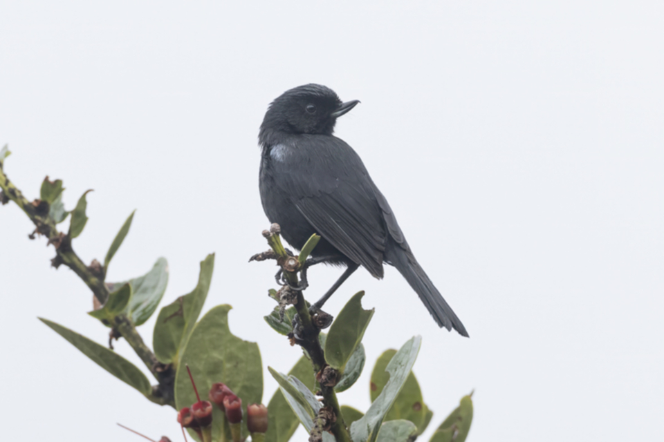 20Glossy Flowerpiercer .jpg