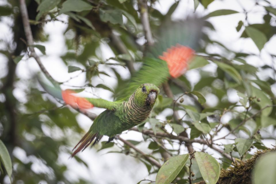 28Maroon-tailed Parakeet _8qbohyo07yim.jpg