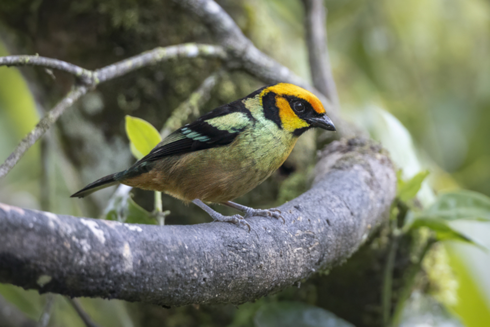 29Flame-faced Tanager_1i1efbsn1otpa.jpg