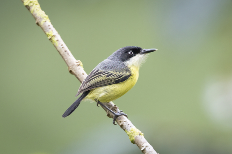 30Common Tody-Flycatcher_1lh48xxxsv6v.jpg