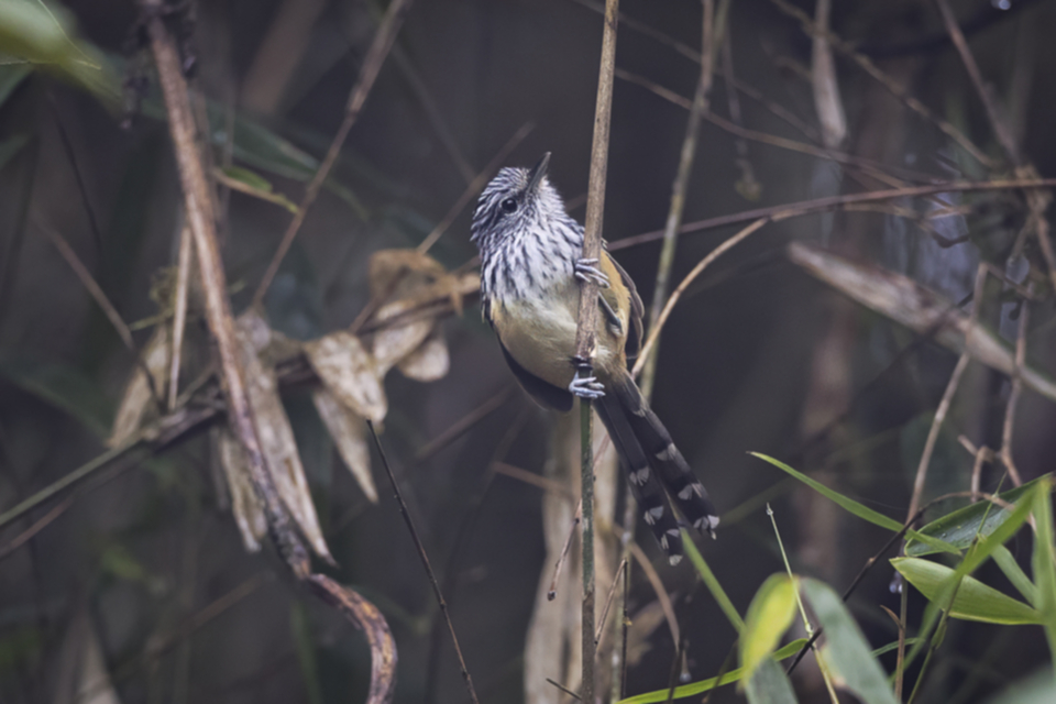 33Streak-headed Antbird_9aqsb43wmy3m.jpg