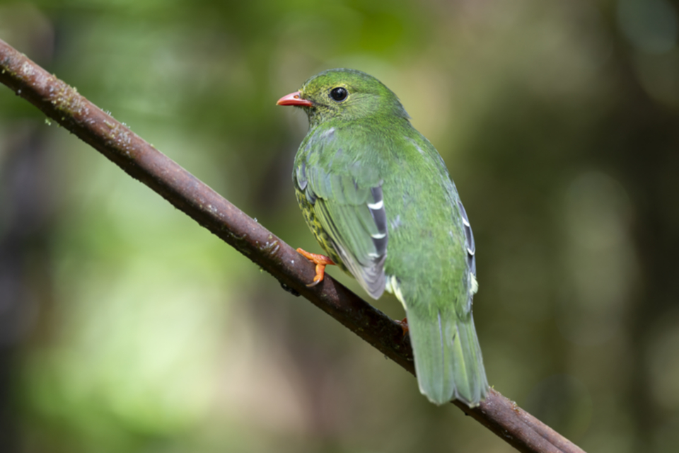 36Green-and-black Fruiteater.jpg